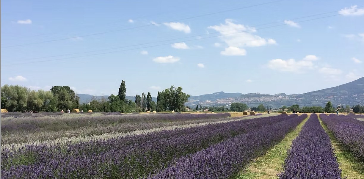 Lavender fields in Umbria, near Assisi